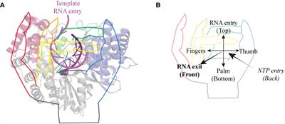 Regulation of viral RNA-dependent RNA polymerases by phosphorylation